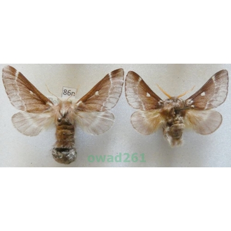 Eriogaster lanestris (Linnaeus, 1758) pair Czech86n